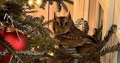Подарок на Рождество: сова пряталась четыре дня в доме на елке, пока ее не обнаружили (фото)