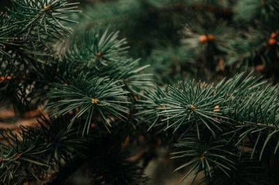 Новый год 2024 - как избежать осыпания елки - полезные советы на зимние праздники