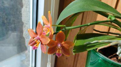 Проблема холодных подоконников: как понять, что орхидея перемерзла