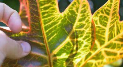 Почему сохнут листья на комнатных растениях и как от этого избавиться: важные советы