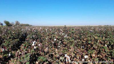 Заработок выращивающих хлопок арендаторов в Туркменистане составляет $33 в месяц