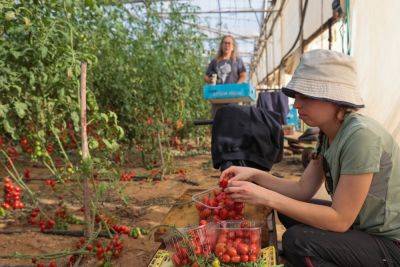 Правительство решило усугубить вызванный войной дефицит свежих овощей и фруктов - news.israelinfo.co.il