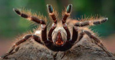 Смертельно опасное покрытие тела ядовитых пауков: почему тарантулы такие волосатые (фото) - focus.ua - США - Украина