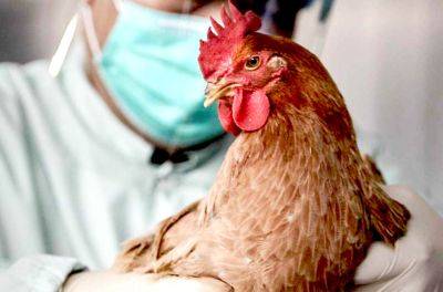 Птичий грипп впервые выявлен в коммерческом фермерском хозяйстве Литвы