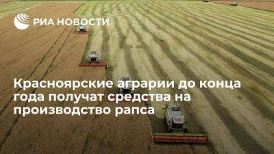 Красноярские аграрии до конца года получат 51,5 млн рублей на производство рапса