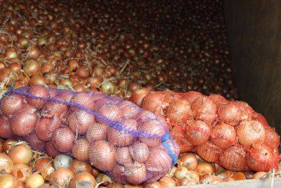 ​Цены на продукты – цены на лук упали до 10-15 грн за кг - прогноз экспертов