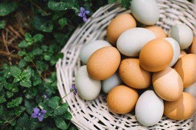 Первая партия яиц из Азербайджана в количестве 36 тонн поступила в Россию
