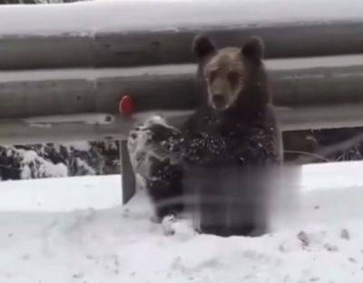 Медведи вышли на трассу на Закарпатье - видео