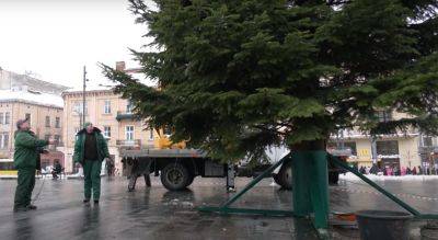 Во Львове установили главную елку города: как она выглядит и что думают украинцы