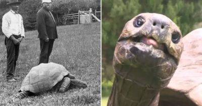День рождения самого старого существа на Земле: черепахе Джонатану 191 год (фото)