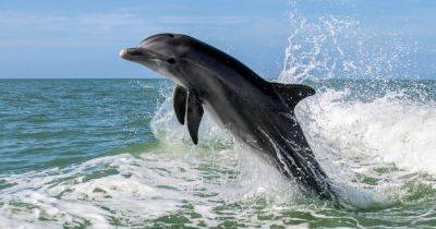 Всплеск смертей: в Черном море массово гибнут дельфины из-за экоцида РФ, — расследование (фото)