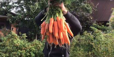 Хитрость наших бабушек, которые жили в селе: что нужно сделать, чтобы собирать морковь на огороде корзинами