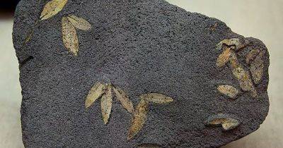 Росло 60 тысяч лет назад: как вулканический пепел сохранил древние оливковые деревья Санторини