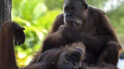 Таиланд вернул Индонезии трёх орангутанов