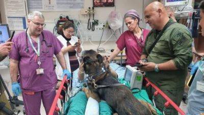 После ранения в Газе солдата и его боевую собаку лечат в одной палате