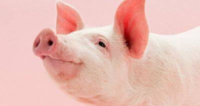 По итогам 2023 года производство свинины в Беларуси составит 426 тыс. т