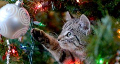 Как уберечь новогоднюю елку от кота. Лапы прочь!