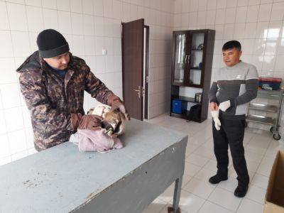 В Навоийской области спасли краснокнижного беркута, сражавшегося с собаками. Видео