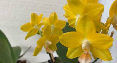 Понадобится кипяток: как подкормить орхидею необычным способом