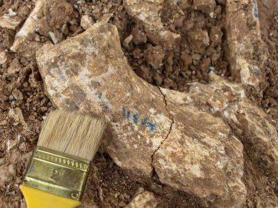 Якутские ученые нашли кости неизвестных древних животных