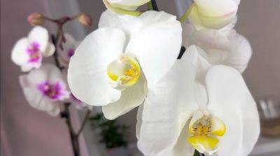 Заварите себе чай и "угостите" растение: как подкормить орхидею любимым утренним напитком - ukrainianwall.com - Украина