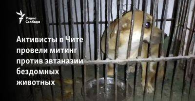 Активисты в Чите провели митинг против эвтаназии бездомных животных - svoboda.org - Россия - Забайкальский край - Чита