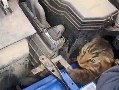 В Одессе спасли кота, угодившего в автоловушку | Новости Одессы
