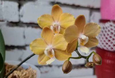 Цветок распушится, а листья начнут тянуться вверх: как подкормить орхидею при помощи лаврового листа