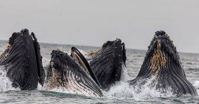 Ученые смогли разговаривать с китами на их "языке": они пообщались с китом по имени Твен