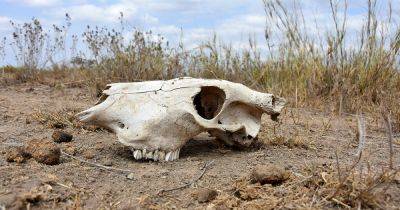 Началось шестое массовое вымирание: ученые считают, что виной всему — человек - focus.ua - Украина