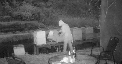 Пьяный вор пытался украсть мед из ульев и убил 60 тысяч пчел (фото)