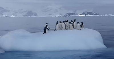 Качели для пингвинов: полярники показали, как развлекаются пернатые (видео)