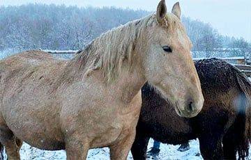 Лошадей единственной белорусской национальной породы незаконно продали в РФ