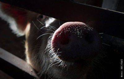 Поставки свинины из РФ в Китай могут начаться уже в январе 2024 года