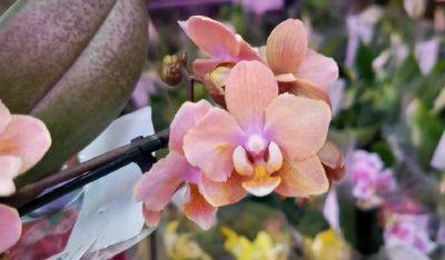Реанимационные мероприятия не помогут: как понять, что орхидея окончательно погибла