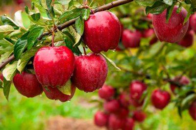 Будет и сок, и консервация, и повидло: чем нужно обработать яблоню для шикарного урожая