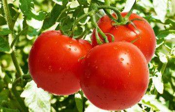 Цены на помидоры в Минске сорвались с цепи