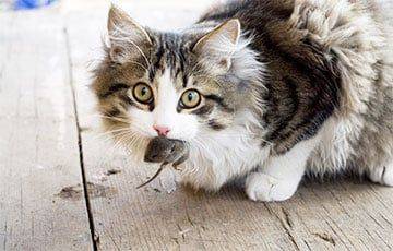 Ученые: Кошки охотятся на 2084 различных вида животных