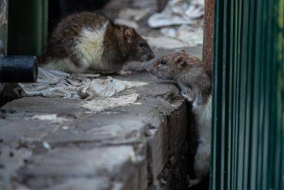 "Не бобер и не капибара": в прифронтовых районах расплодились крысы-людоеды (фото)