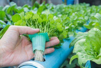 Шведские ученые разработали «е-почву», которая вдвое ускоряет рост растений
