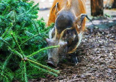 В Праге непроданные ёлки скормили постояльцам зоопарка: фото и видео
