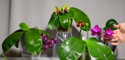 Бутоны набухнут, будто у пионов: как правильно подкормить орхидею цикорием