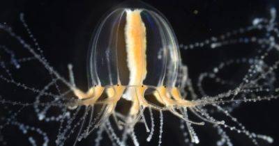 Чудеса бессмертия и регенерации: существо в океане может отрастить новую конечность за пару дней