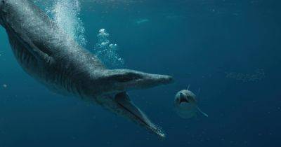 Найден череп морского чудовища возрастом 150 млн лет: непохож ни на что другое (фото)
