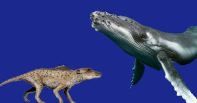Увидели возможность: зачем далекие предки китов покинули сушу и переместились в океан