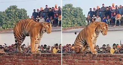 Тигрица заставила напуганных селян вылезти на крыши домов (фото, видео)