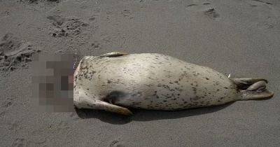 Безжалостный потрошитель: ученые нашли того, кто обезглавливал детенышей тюленей на пляжах (фото)
