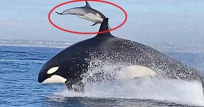 Террор в открытом океане: 6-тонный хищник выбросил дельфина из воды с невероятной силой - focus.ua - Украина - Сан-Диего