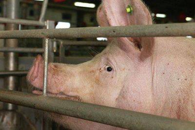Россельхознадзор согласовал ветеринарный сертификат на экспорт свинины в Китай