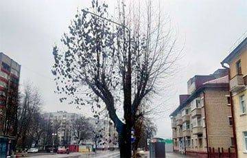 В Бобруйске растет тополь, который не сбросил листья на зиму